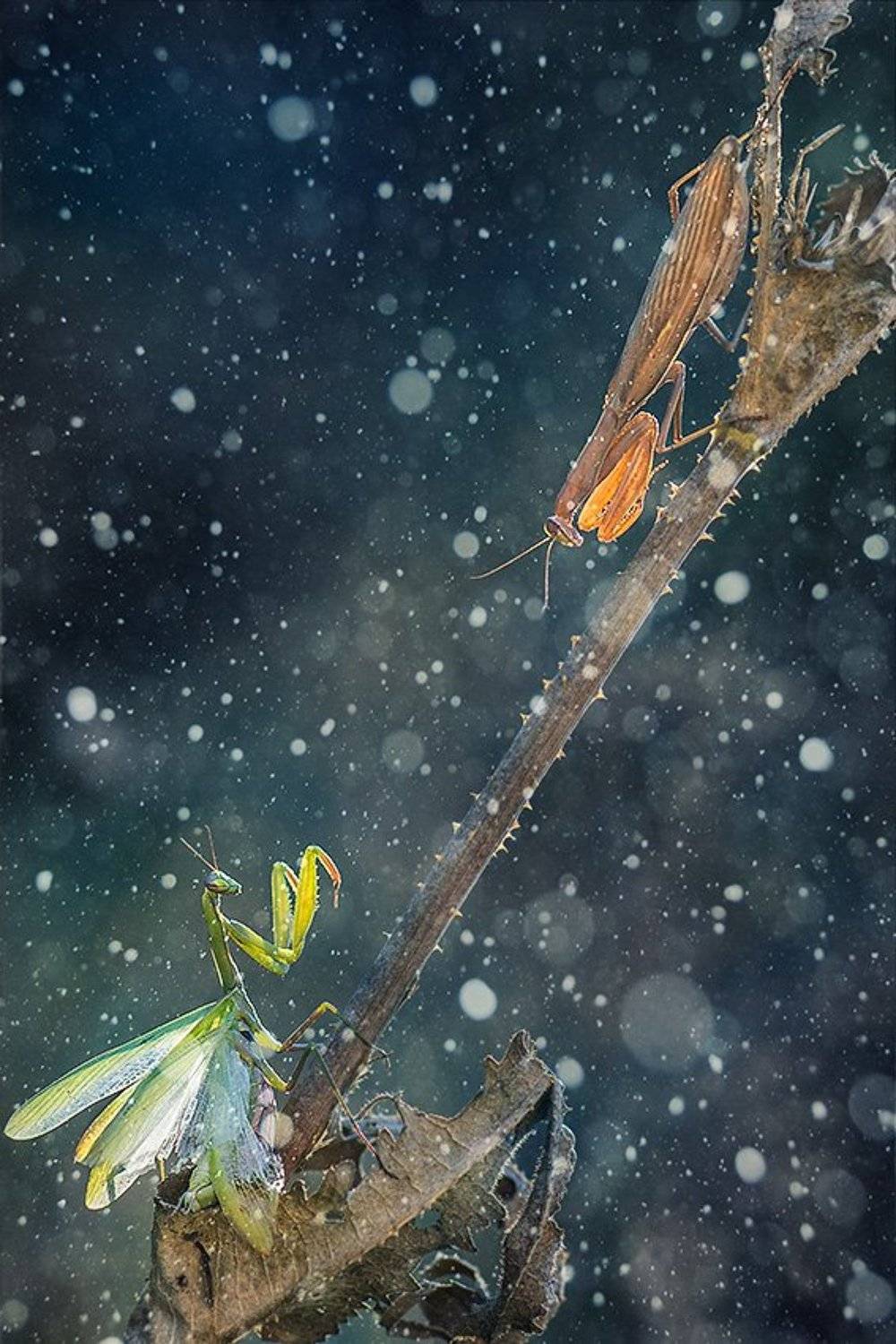 , Красимир Матаров