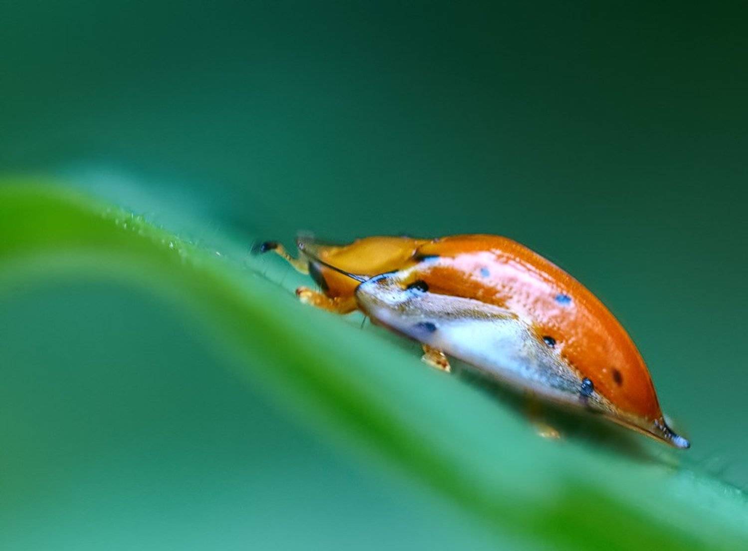 macro, closeup, insect, макро, насекомые, gnilenkov, Alexey Gnilenkov