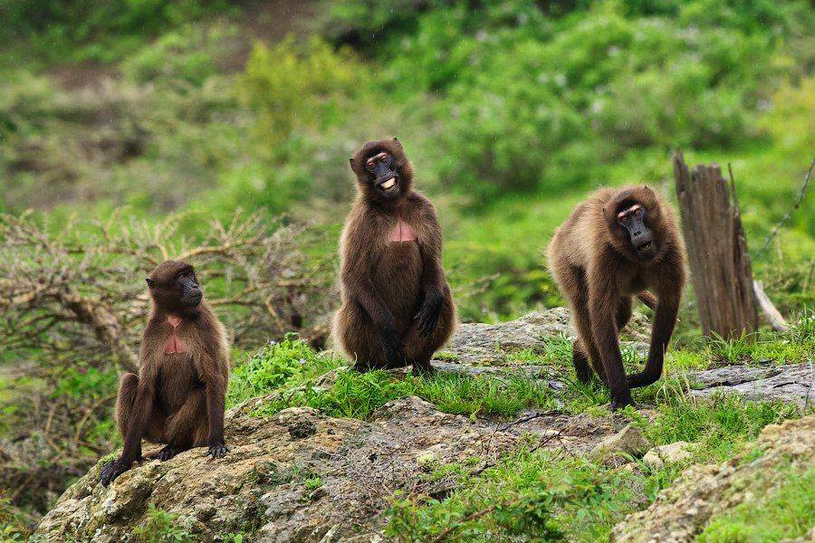 wildlife, ethiopia, animals, обезьяна, животные, эфиопия, африка,, Илья Гомыранов