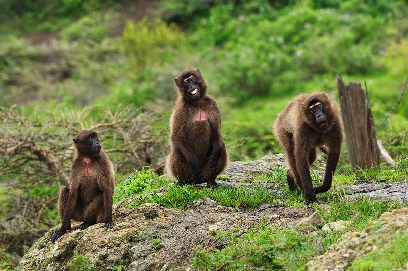 wildlife, ethiopia, animals, обезьяна, животные, эфиопия, африка, Улыбаемся! Нас снимают! фото превью