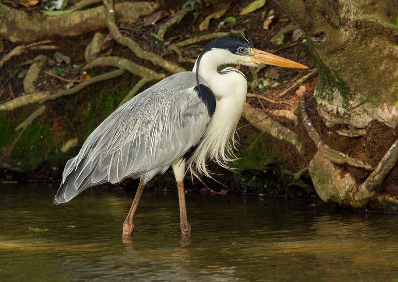 Южноамериканская или белошеея цапля фото превью