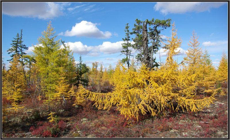 тайга, осень, якутия Таёжная осень фото превью