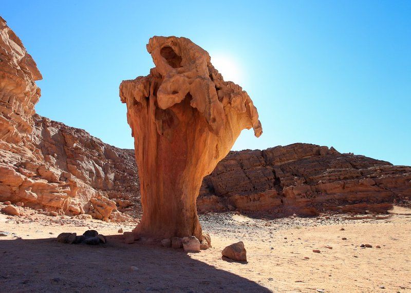 песчаный сморчок фото превью