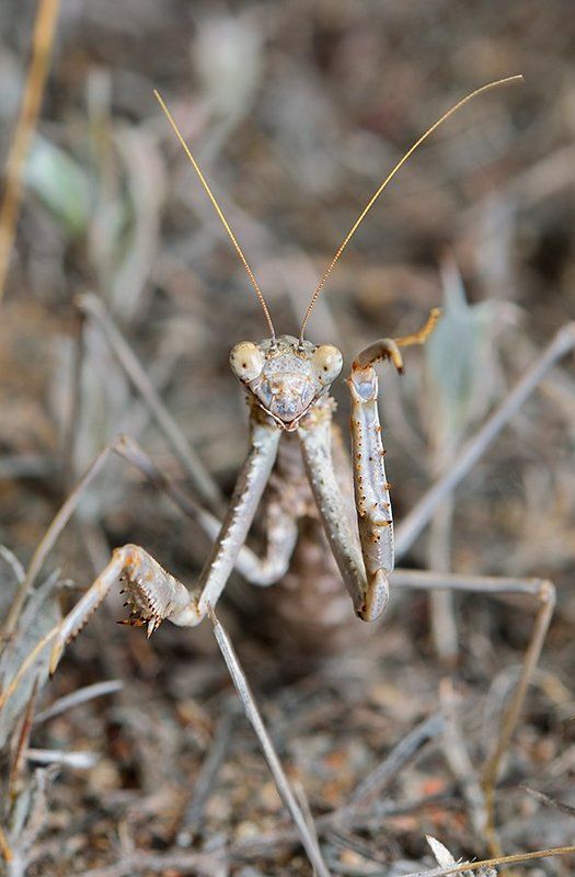 nikon, d7000, macro, kazakhstan, nature, казахстан, природа, mantis, макро, богомол Пока, до следующей фотосессии! фото превью