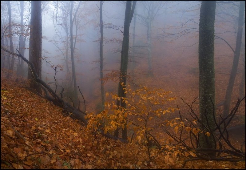 Осенний дебют фото превью