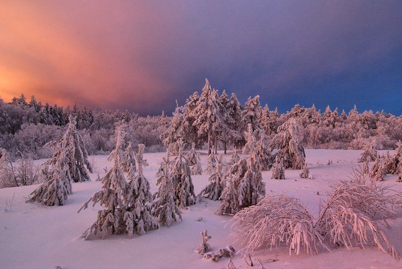 Краски зимнего утра