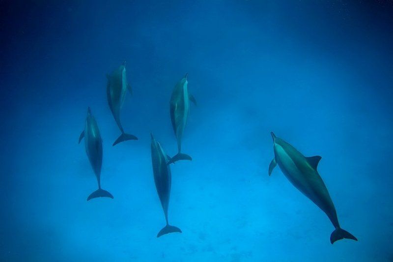 . фото превью