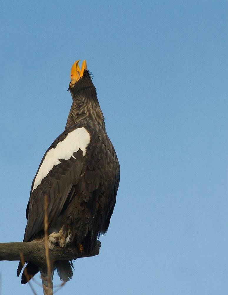 , Евгений Слободской