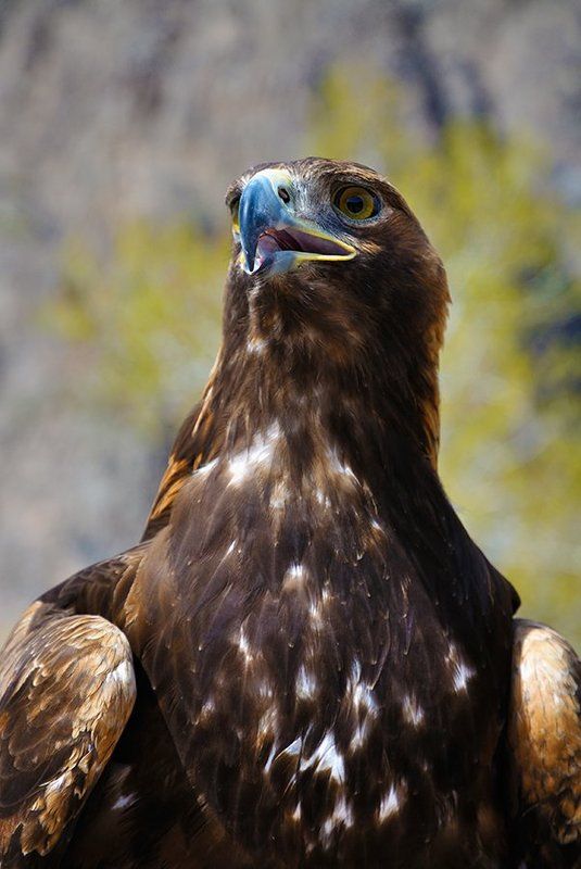 nikon, d7000, kazakhstan, nature, wildlife, eagle, казахстан, природа, фотоохота, беркут Золотой охотник Пестрых гор фото превью