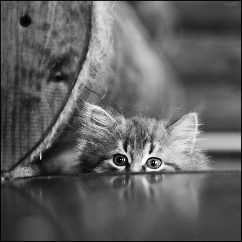 Портрет котенка с испуганными глазами фото превью