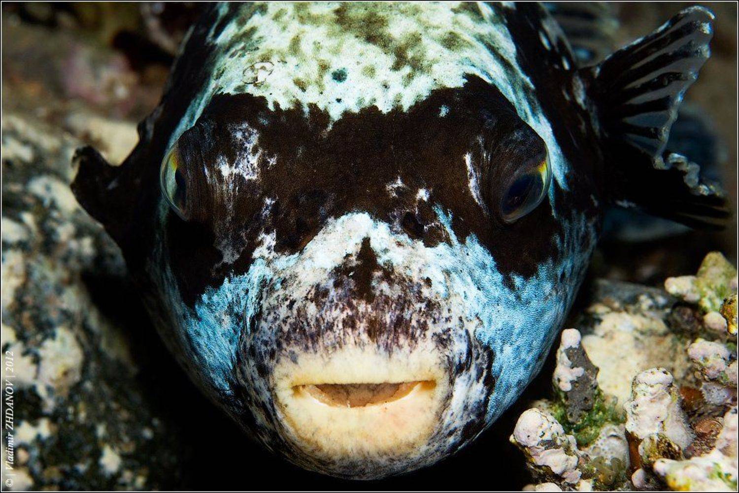 , Владимир Жданов