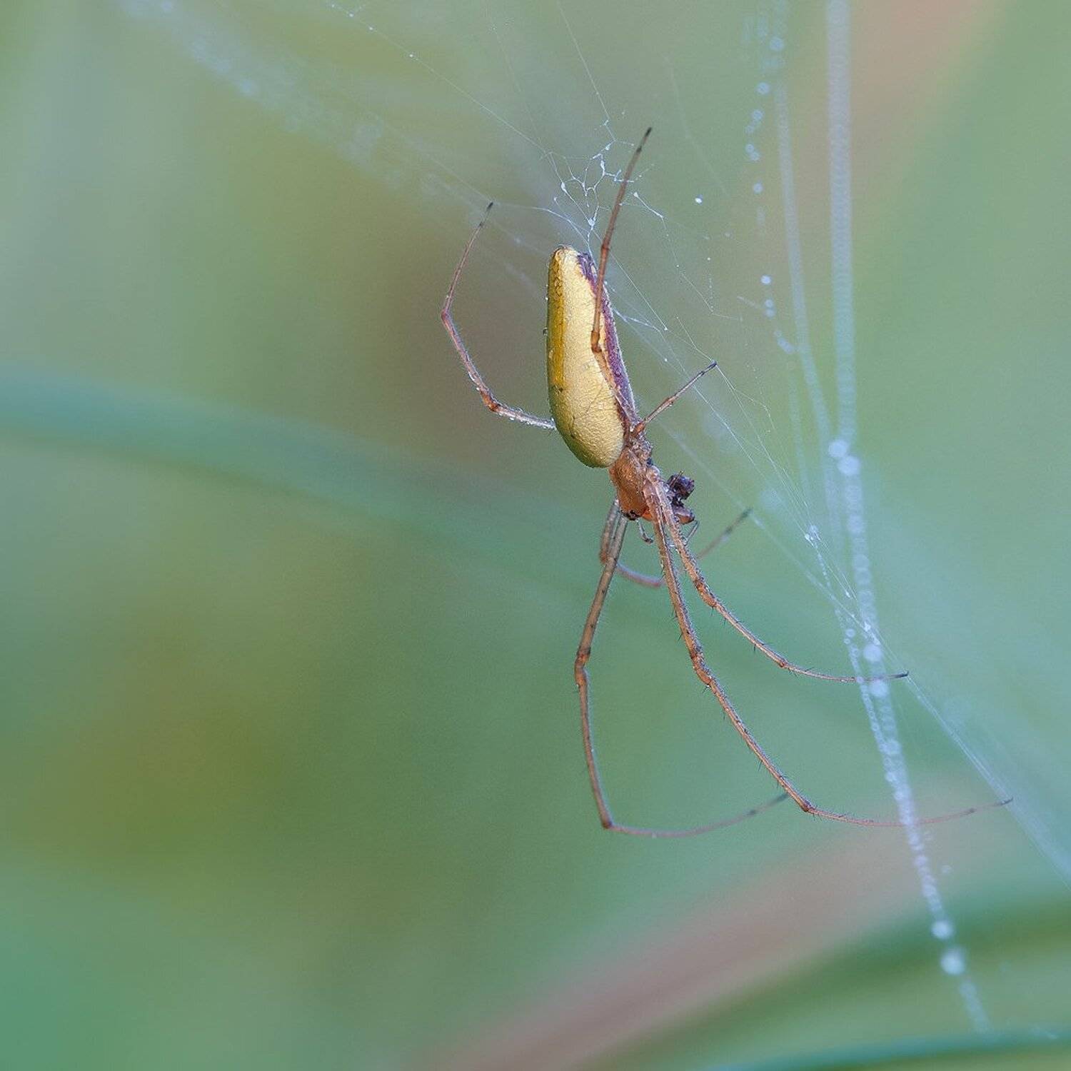 , Кузнецов Дмитрий