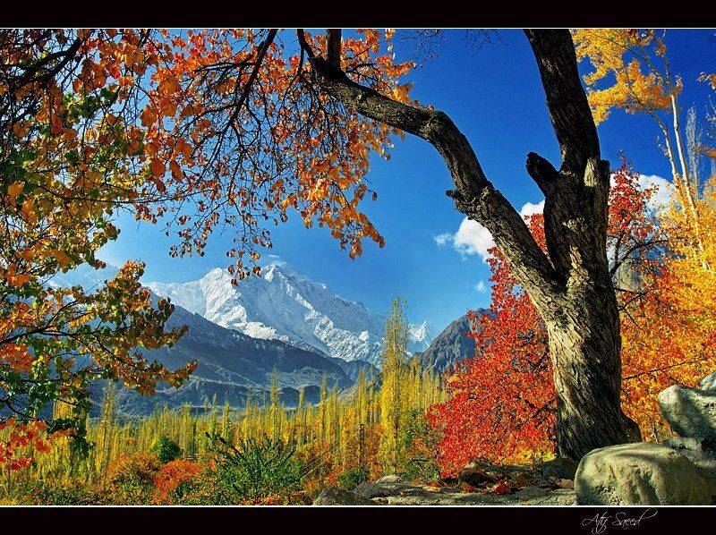 , M Atif Saeed