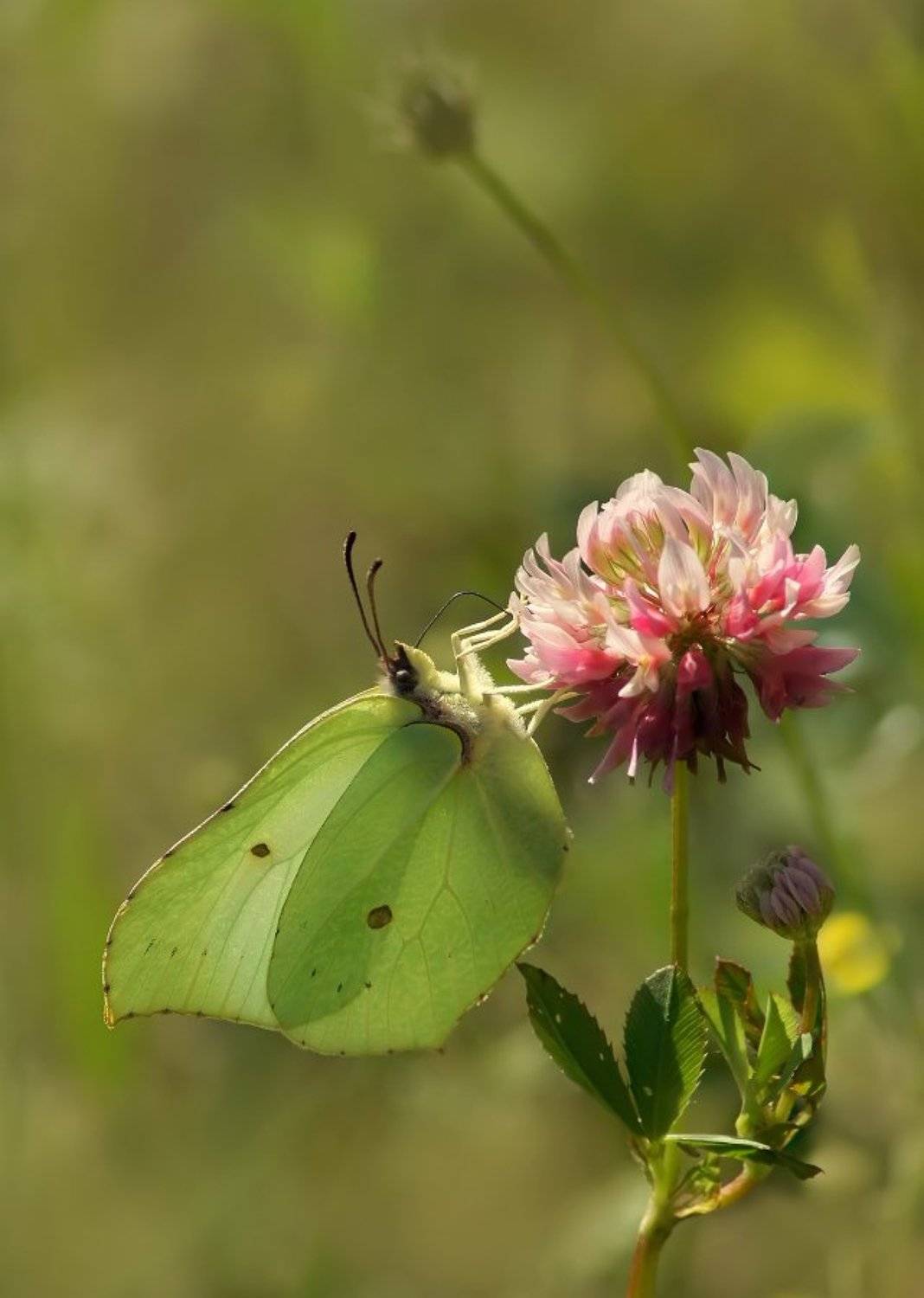 лимонница, Cheplenko Aleksey