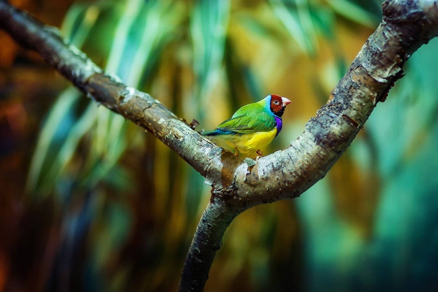 , Макеичева Анна