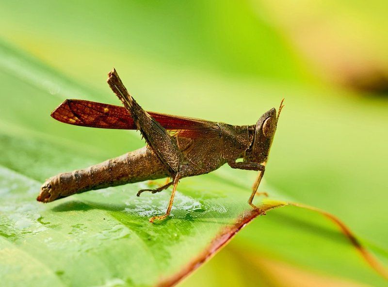 Eriantus фото превью