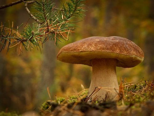 ЦАРЬ,ОЧЕНЬ ПРИЯТНО,ЦАРЬ.