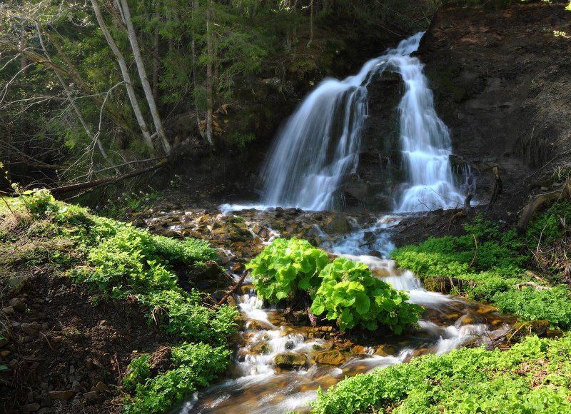 карпаты, водопад, лопухи Лесная прохлада фото превью