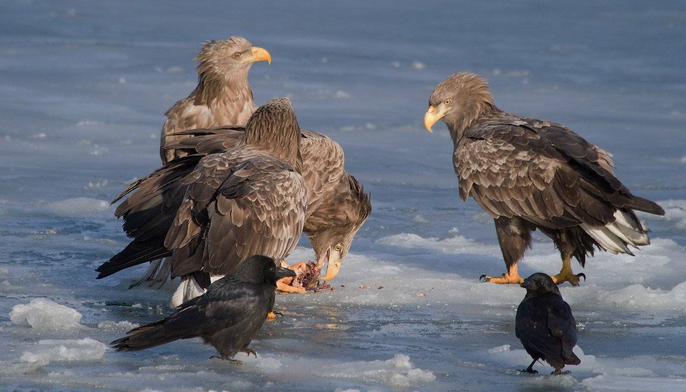 орлан, белохвостый ворона зима лед, Евгений Слободской