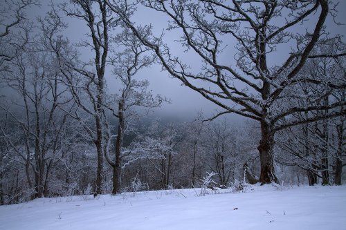 Морозная графика