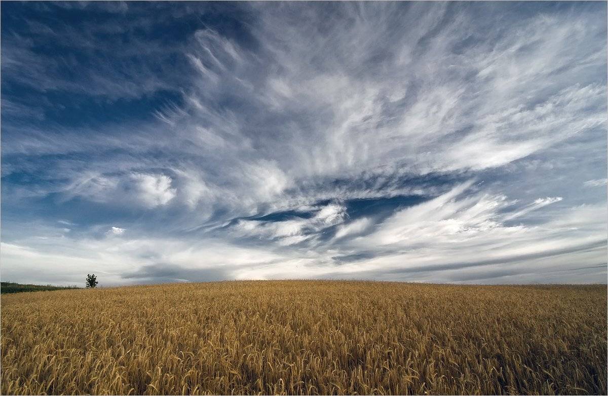 , Николай Шахманцир