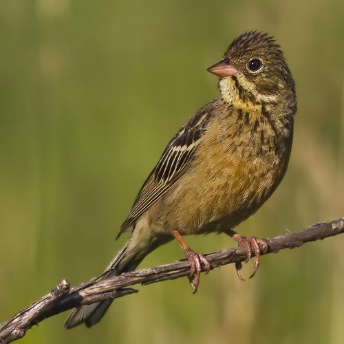 Ortolan Bunting