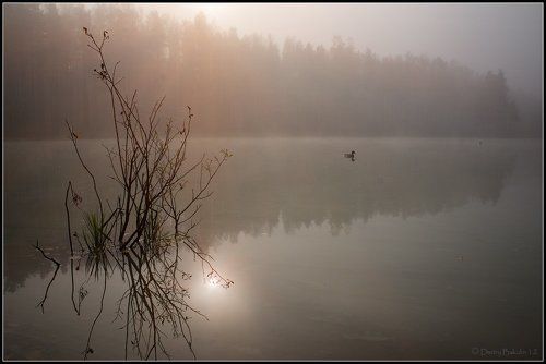 Утки осенью...