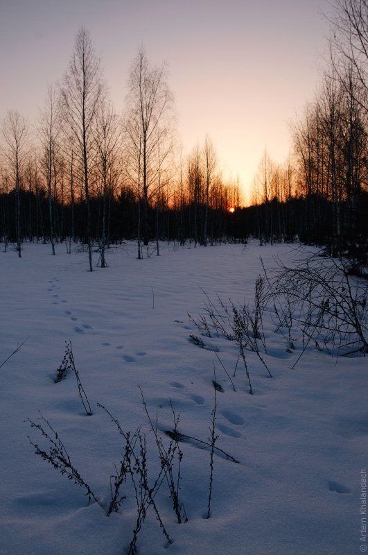 Заяц опять ушел на запад фото превью