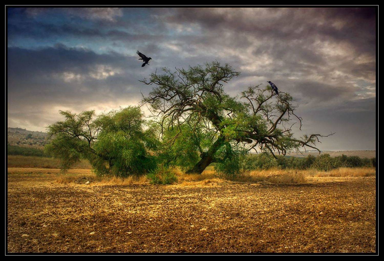 про, воронов, Gennadi