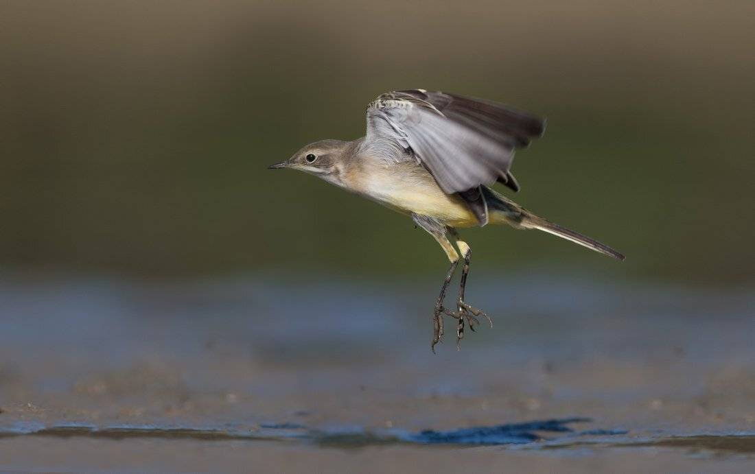 , Стефан Дянков