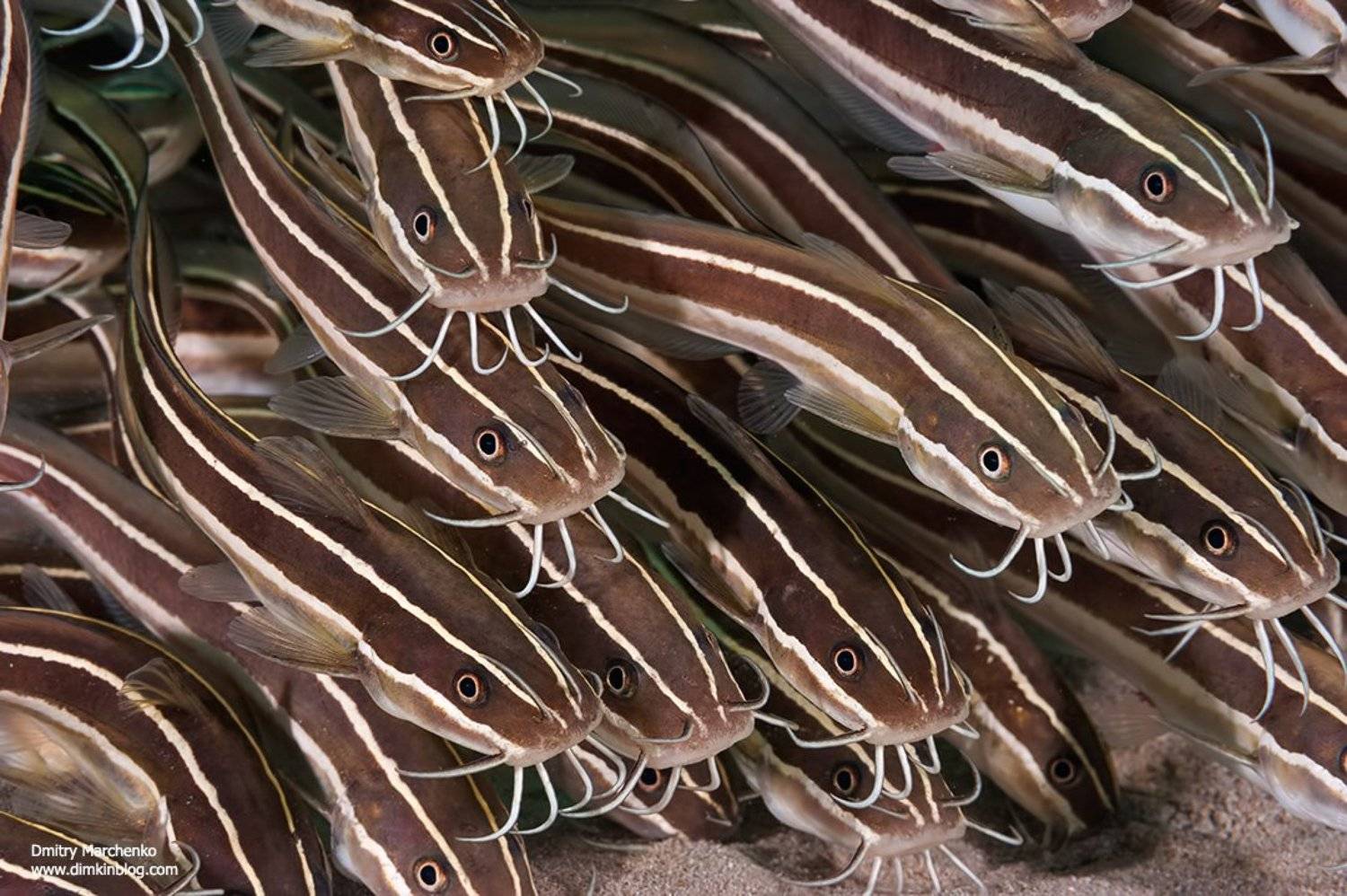 catfish,сомики,рыбы,underwater, Дмитрий Марченко