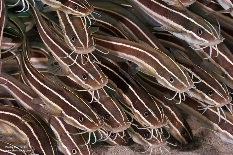 catfish,сомики,рыбы,underwater Усатые-полосатые фото превью