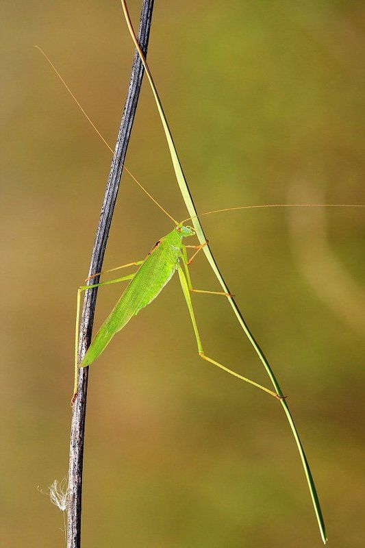АкробатикА фото превью