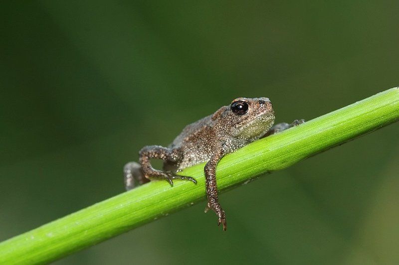 лягушонок отдыхает фото превью