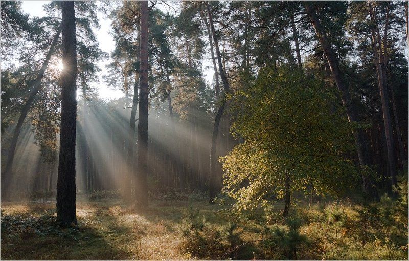 сказочным утром... фото превью