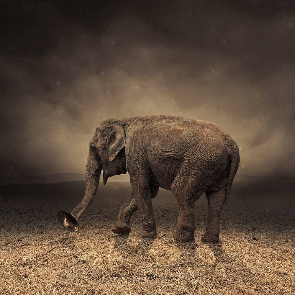 , Caras Ionut
