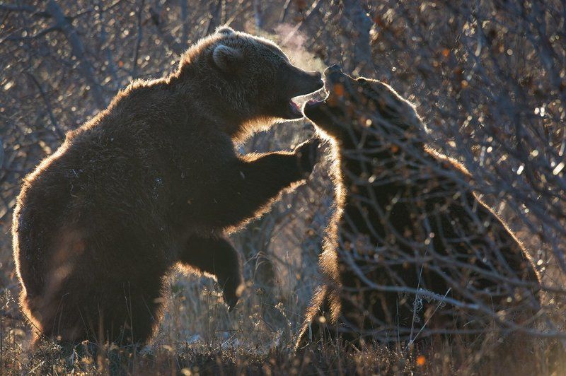 Пылкая беседа