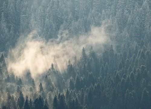 ...Forest...