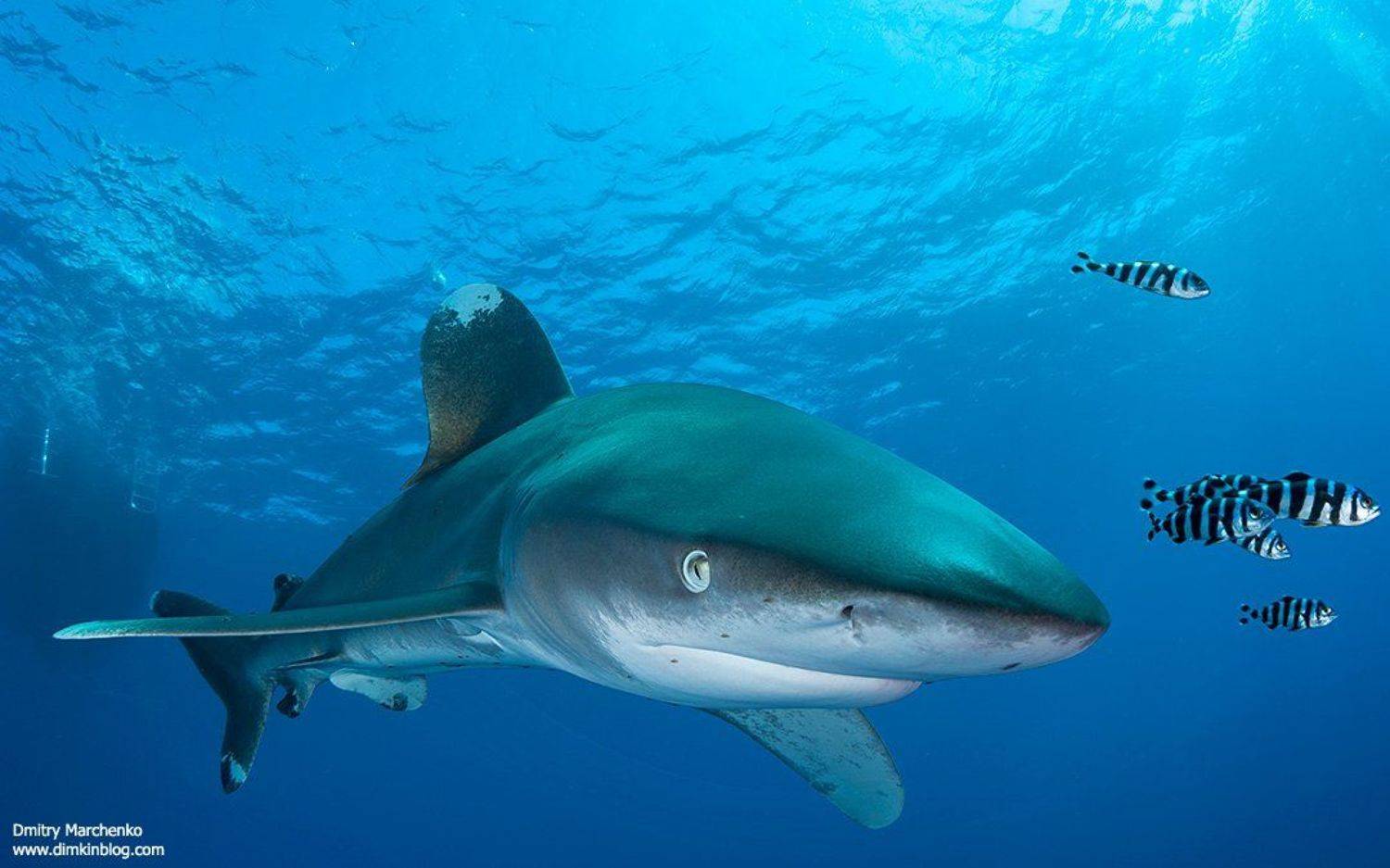 лонгиманус,акула,shark,longimanus,океаническая белоперая, Дмитрий Марченко