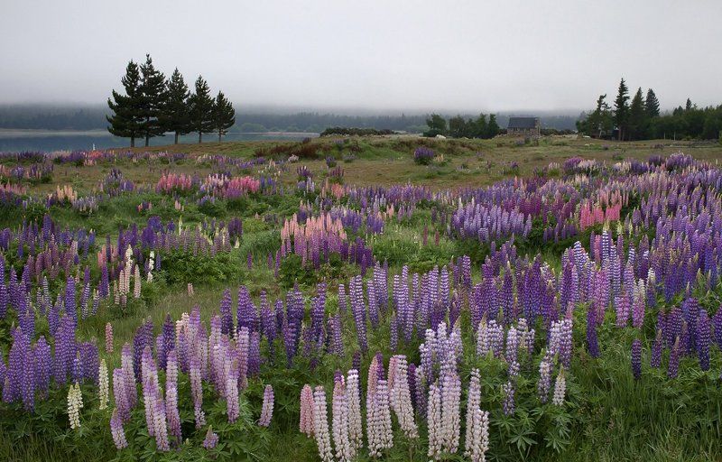 new zealnd, lake tekapo,the church of the good shepherd, новая зеландия, озеро текапо Lupin flowers фото превью