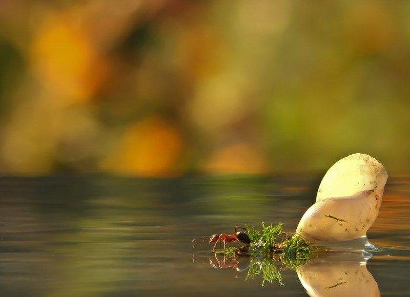 муравей.сказка АТЛАНТИДА фото превью