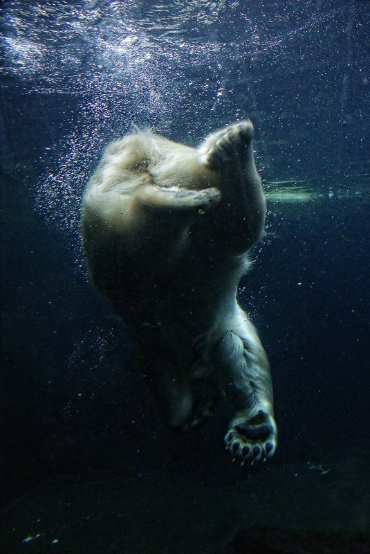 подводная рыбалка фото превью