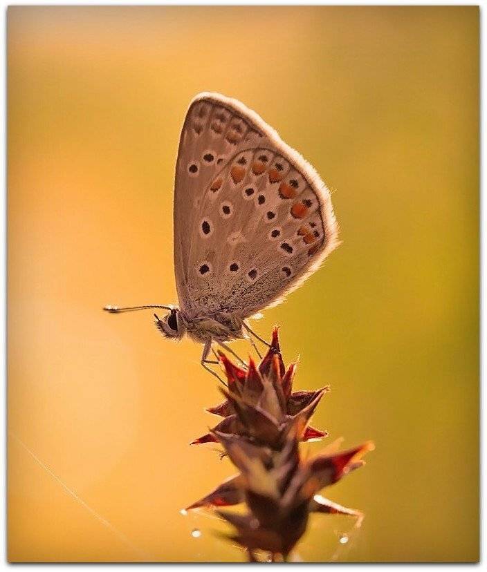 , Андрей Корочкин