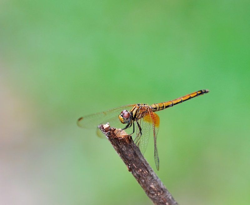 macro, closeup, insect, макро, насекомые, gnilenkov Ей все равно... фото превью