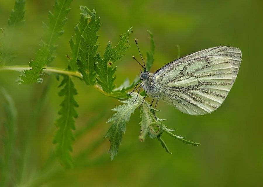 , Чепленко Алексей