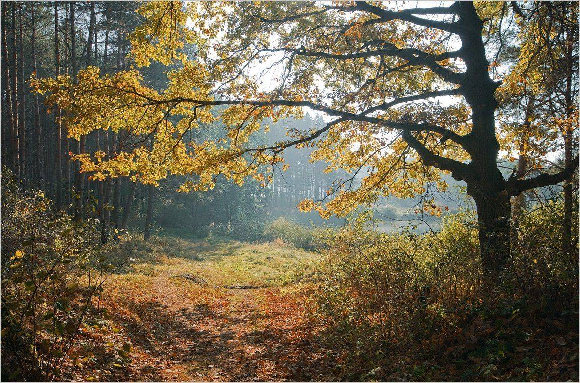 , Николай Шахманцир