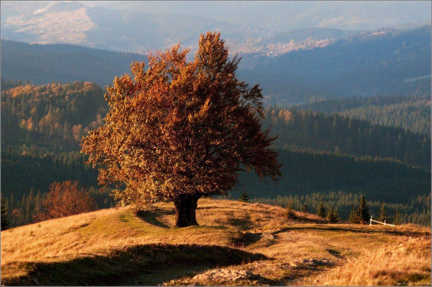 карпаты, осень, горганы, кривополье, кривопольский перевал, дорого, дуб, перспектива, хребет, nikkor 70-210/f4, Влад Соколовский