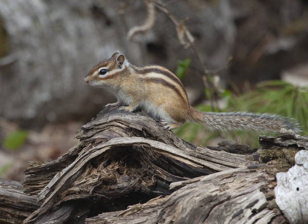 бурундук, Евгений Слободской