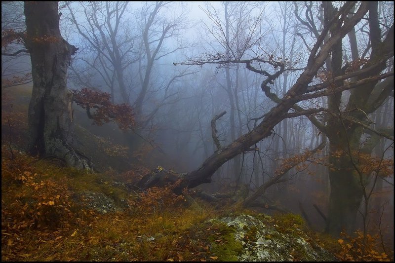 Таинственный лес фото превью