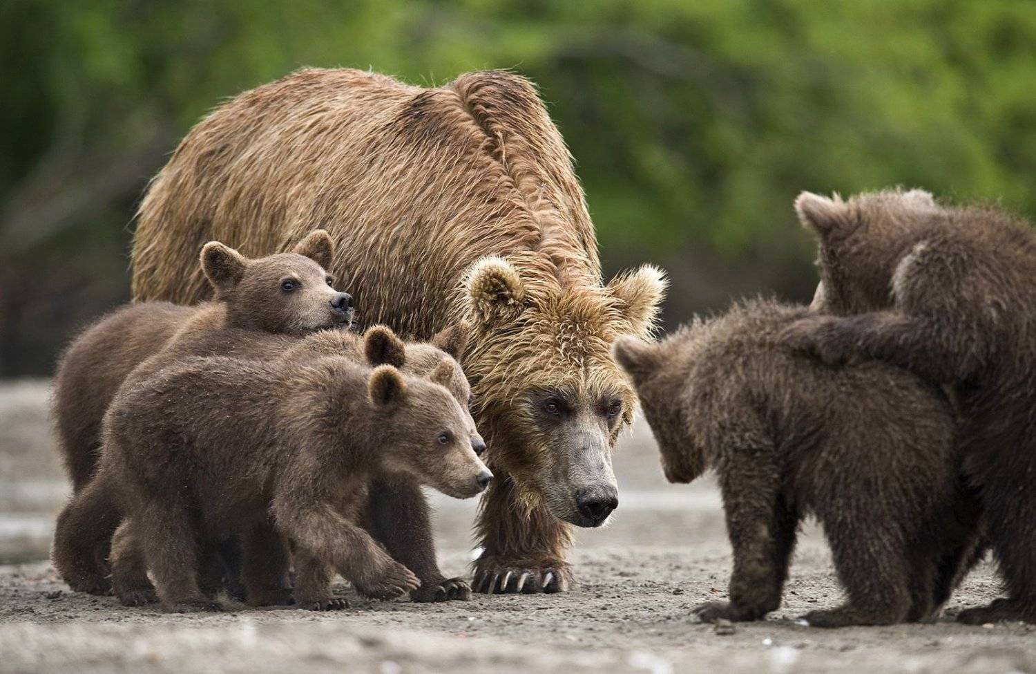 , Сергей Иванов